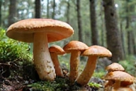 Illustration of various types of mushrooms