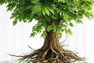 Illustration of green botanical leaves and roots